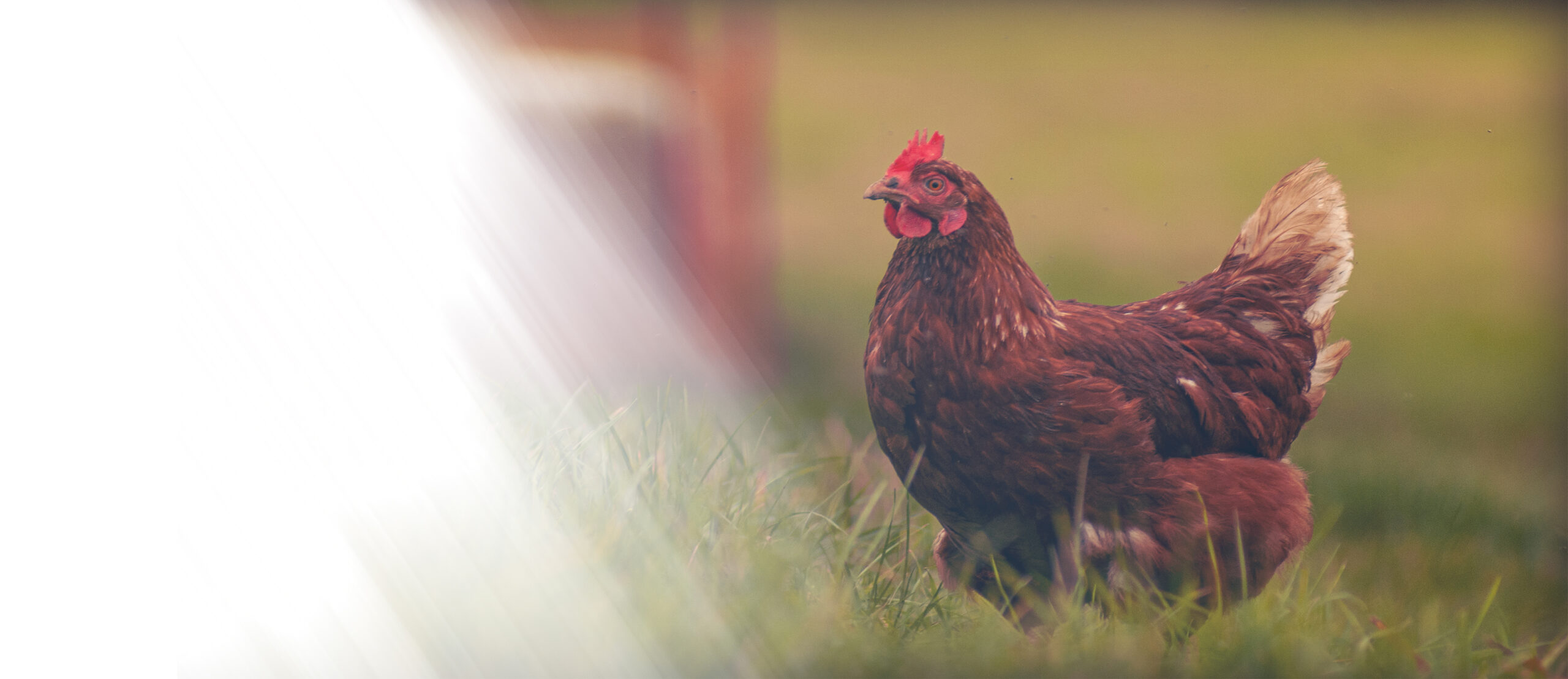 Mediterranean Feed Industry